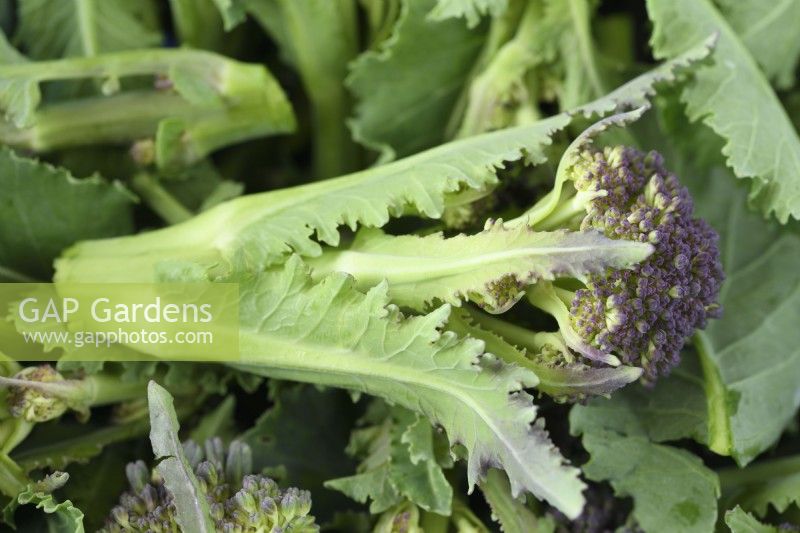 Brassica oleracea  Italica Group  'Early Purple Sprouting'  Picked florets of Purple Sprouting Broccoli  April