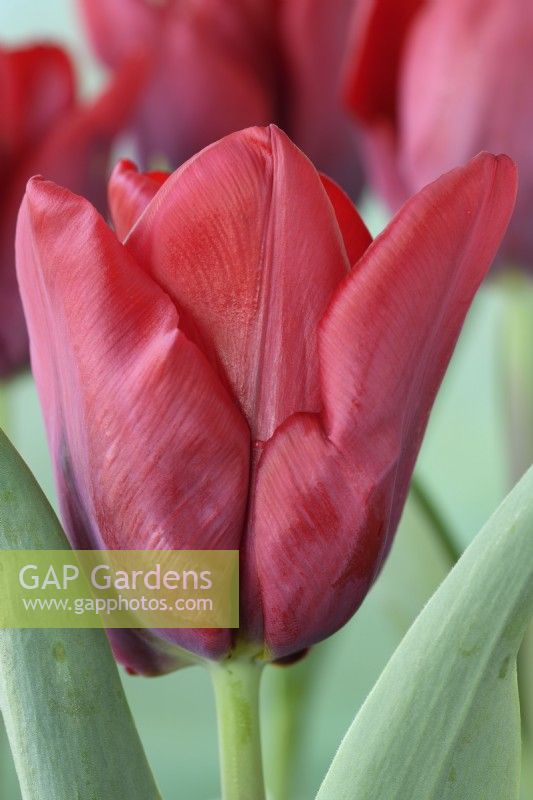 Tulipa  'Cashmir'  Tulip  Single Late Group  April