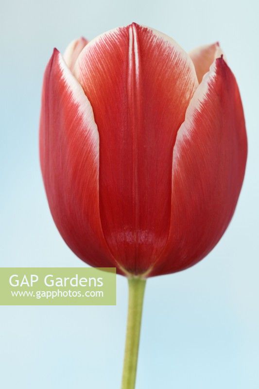Tulipa  'Leen van der Mark'  Tulip  Triumph Group  May
