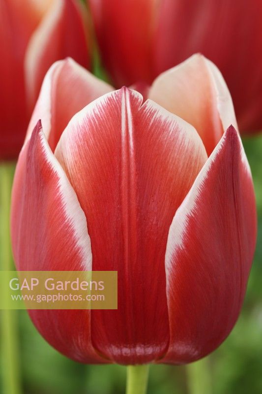 Tulipa  'Leen van der Mark'  Tulip  Triumph Group  May