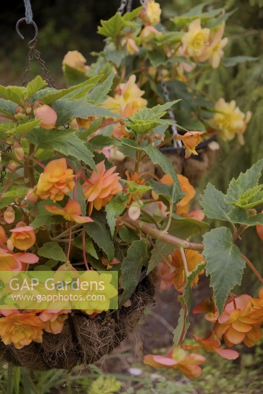 Two plug plants of Begonia Illumination Apricot Shades planted in March will fill two hanging baskets by midsummer - July