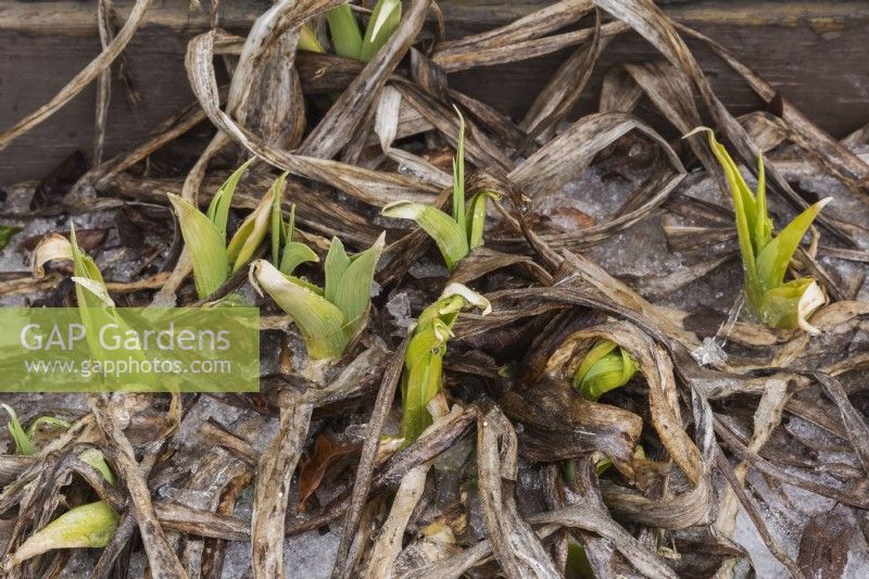Hemerocallis - Daylily plants emerging through ice and snow in border in early spring.