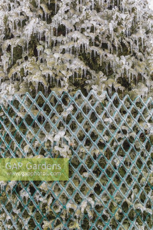 Thuja occidentalis - White Cedar tree wrapped with protective green plastic mesh fence to prevent branches from breaking from accumulated heavy ice and snow in winter.