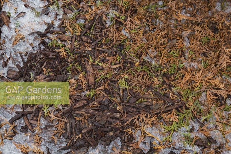 Shedded Thuja occidentalis - White Cedar tree leaves left at base of tree in stone edged border to protect from frost and cold in winter.