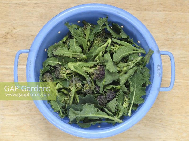 Brassica oleracea  Italica Group  'Early Purple Sprouting'  Picked florets of Purple Sprouting Broccoli in colander  April