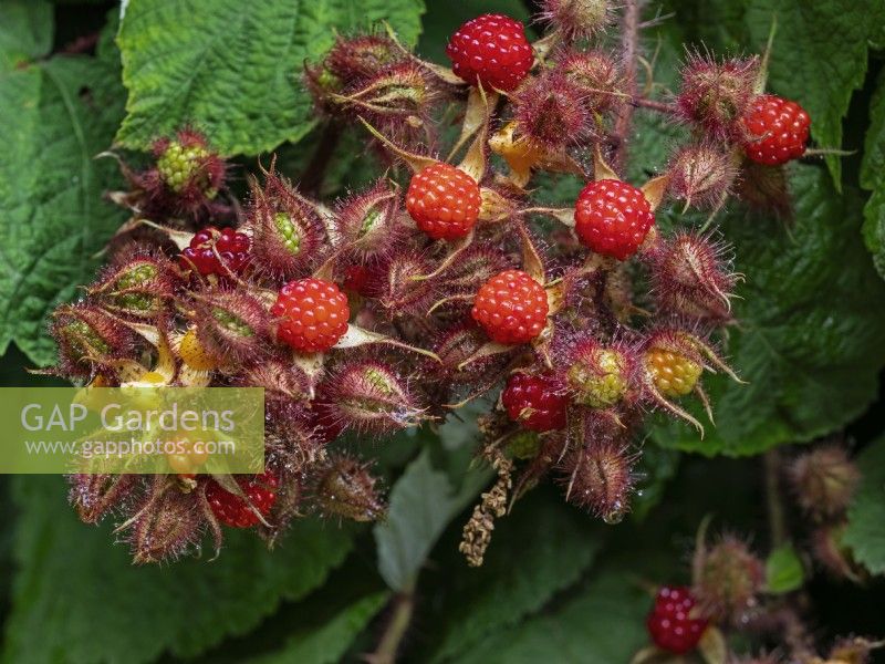 Rubus phoenicolasius - Japanese Wineberry  July Summer