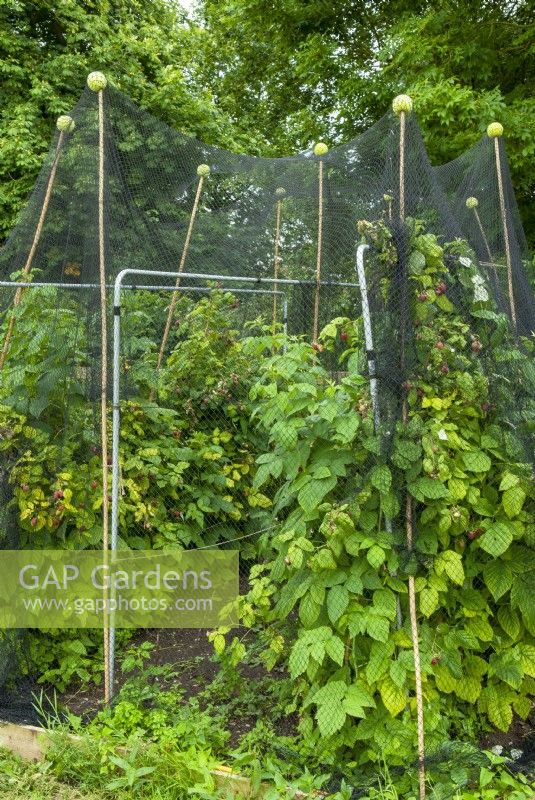 Netting on cane supports protecting Rubus idaeus - Open Gardens Day, Worlingworth, Suffolk










