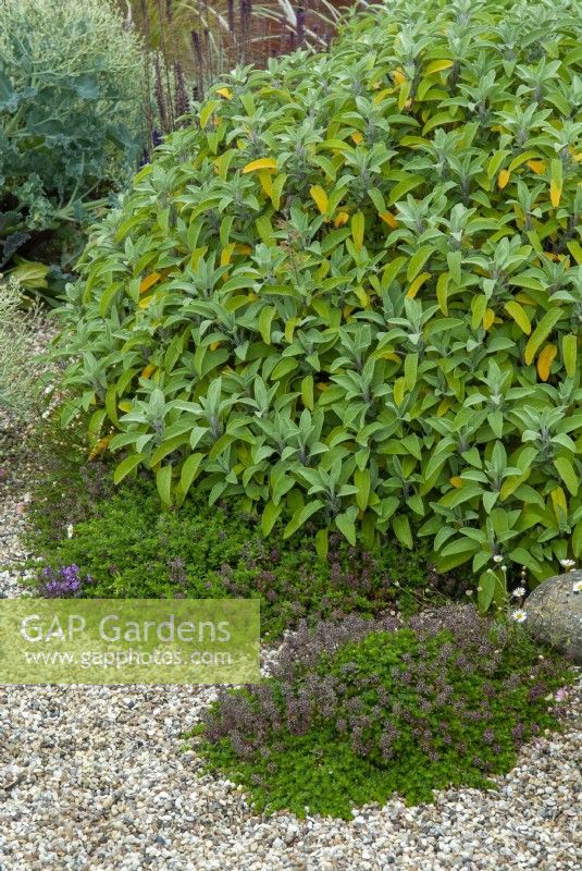 Dry bed planting of Salvia officinalis and Thymus
