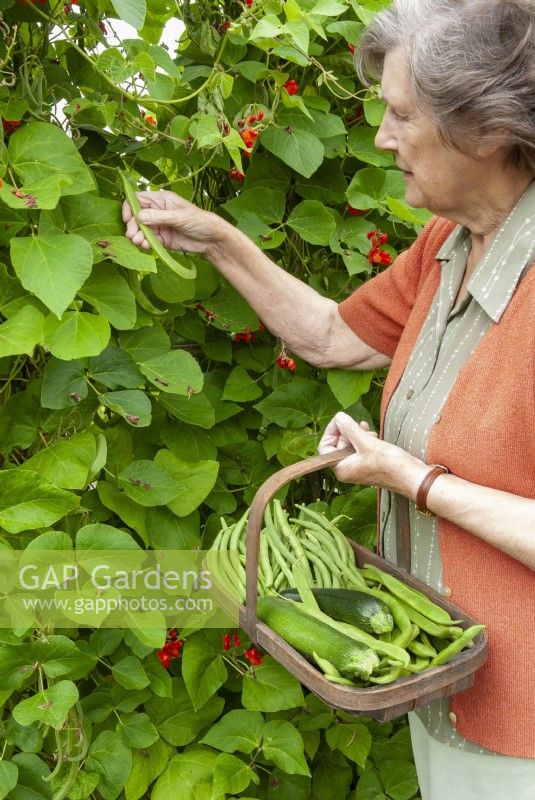 Woman picking Phaseolus coccineus - Runner Beans, holding trug also containing Phaseolus vulgaris - Climbing French Beans and Zucchini - Courgettes 



