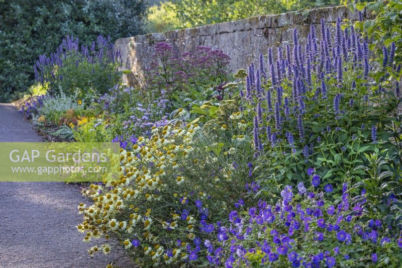 Mixed herbaceous perennials flowering in Summer in a formal country garden border - July