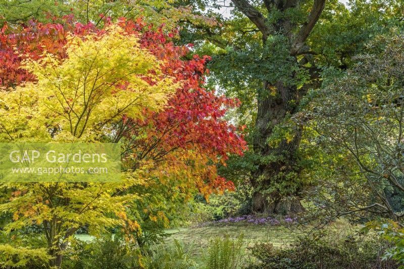 Acer palmatum cultivars in fall leaf colour in an informal country garden in Autumn - October