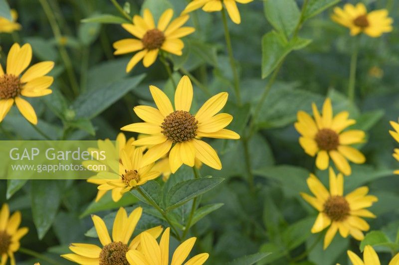 Coreopsis lanceolata lanceleaf coreopsis