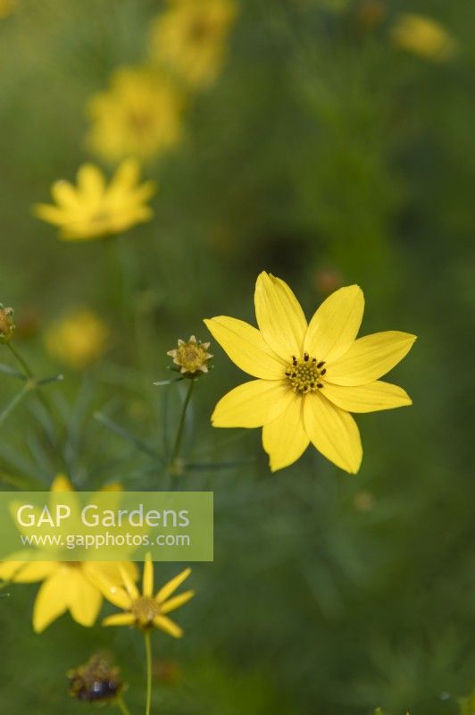 Coreopsis verticillata 'Zagreb' whorled tickseed