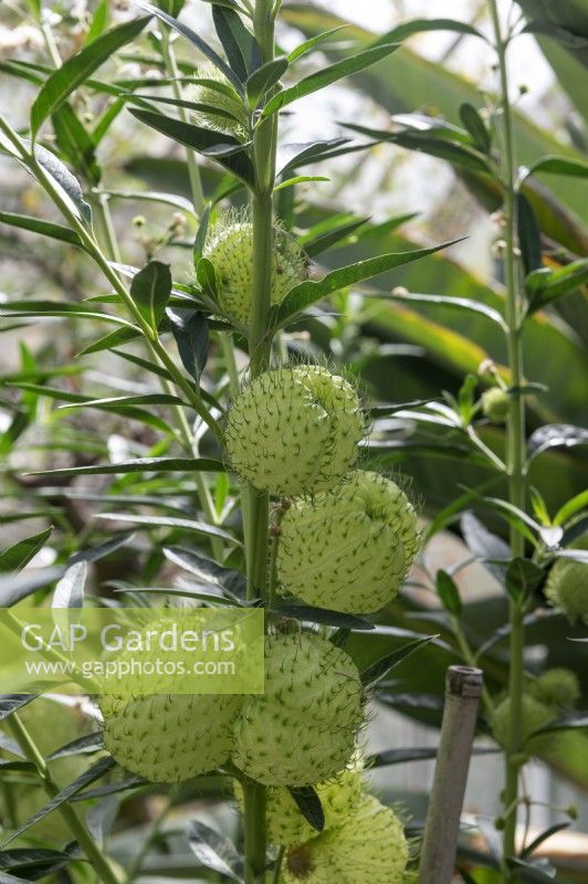 Gomphocarpus physocarpus, balloon cotton-bush