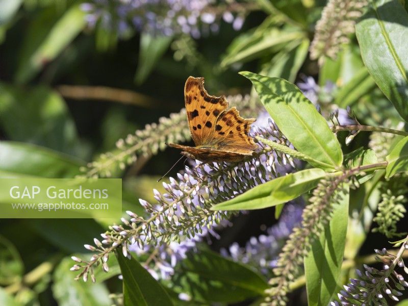 Comma butterfly on hebe flowers in summer