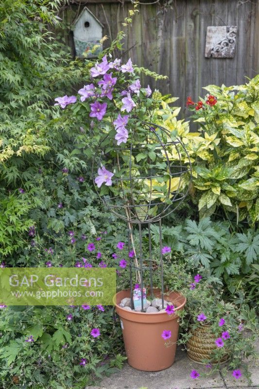 Clematis 'Comtesse de Bouchard', July