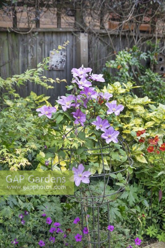 Clematis 'Comtesse de Bouchard', July