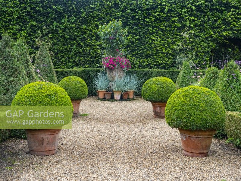 Box balls and hedges with Elymus hispidus and Pink Petunias  in decoratve terra cotta pot Summer July 