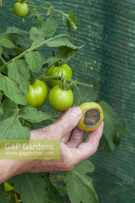 Blossom End Rot in greenhouse Tomatoes - Solanum lycopersicum, caused by lack of calcium