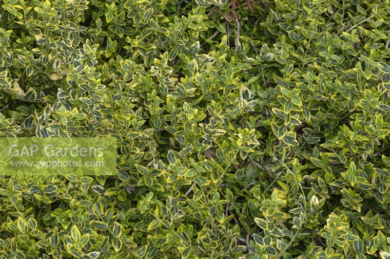 Euonymus fortunei 'Emerald Gold' spindle 