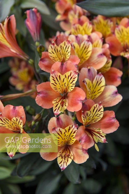 Alstroemeria 'Indian Summer' - Peruvian Lily