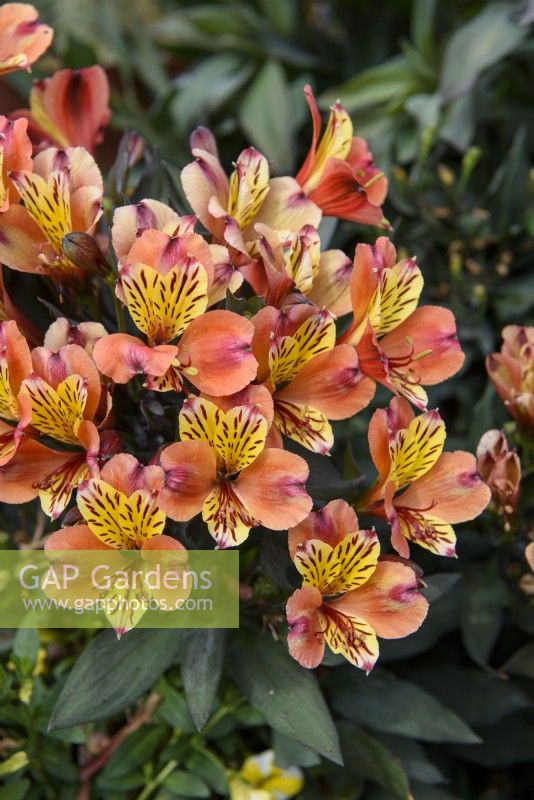 Alstroemeria 'Indian Summer' - Peruvian Lily