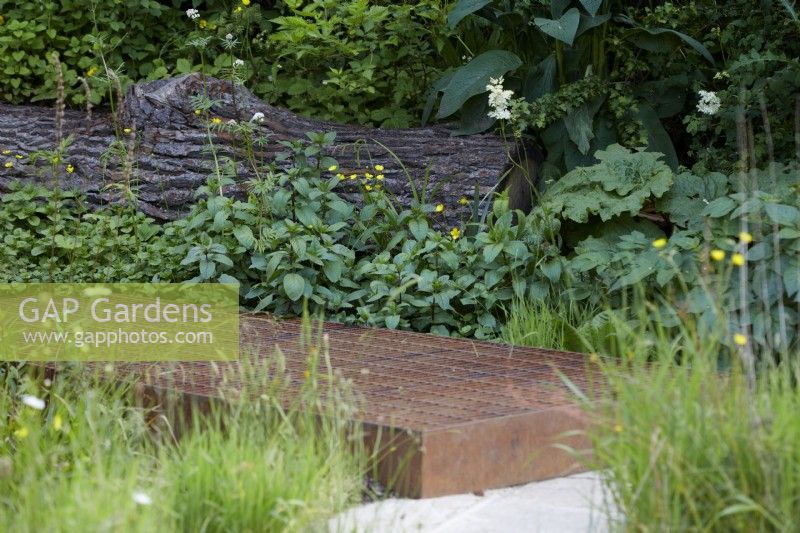 Centre for Mental Health's The Balance Garden. Designers: Jon Davies and Steve Williams. Chelsea Flower Show 2023. Climate resilient garden with edible plants and weeds for wildlife diversity. Raised rusty steel walkway. Summer.