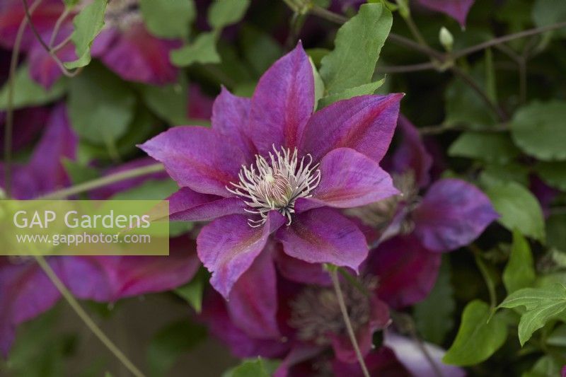 Clematis 'Picardy'. Summer. May.
