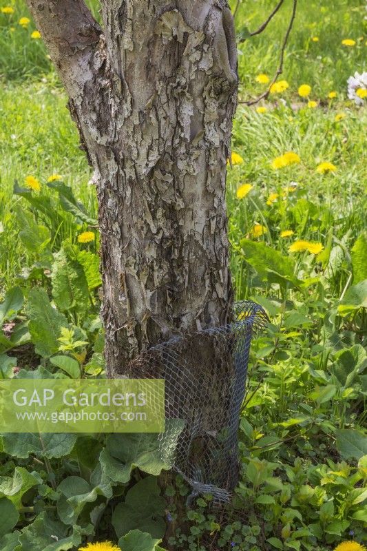 Malus domestica - Apple tree trunk wrapped with wire mesh to protect against damage by rodents in orchard.