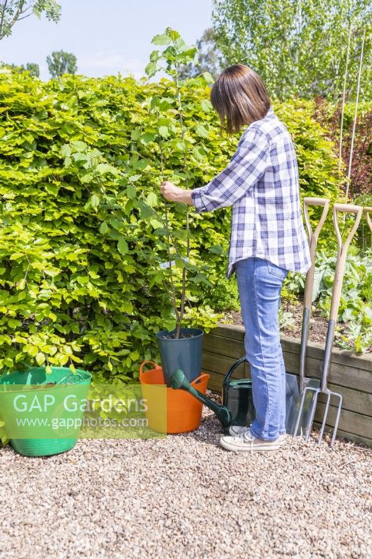 Woman placing Hazel in a trug of water to soak the roots