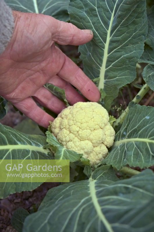 Brassica oleracea Botrytis Group 'White Step' - compact cauliflower sown 24 July and ready early January