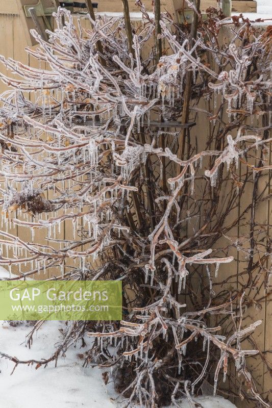 Hydrangea petiolaris and trellis covered in ice in backyard after freezing rainstorm in early spring.