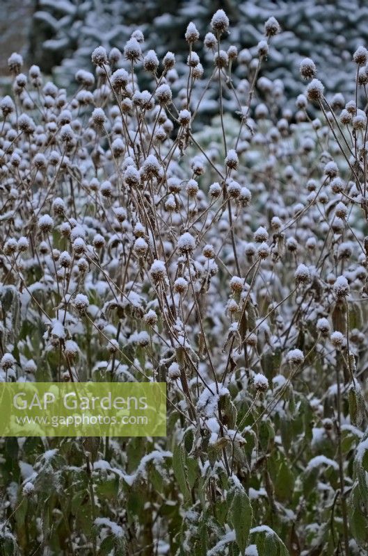 Dipsacus inermis - with snow