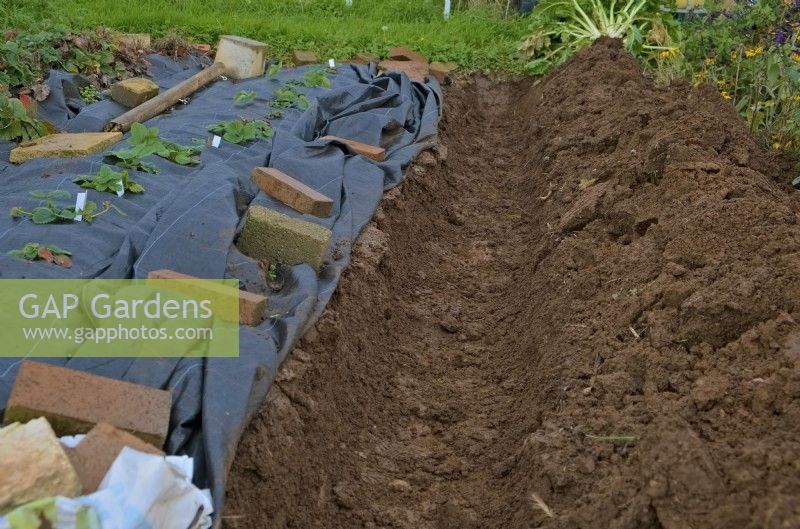 Digging a trench into which vegetable waste will be composted and over which beans or peas will be grown next season