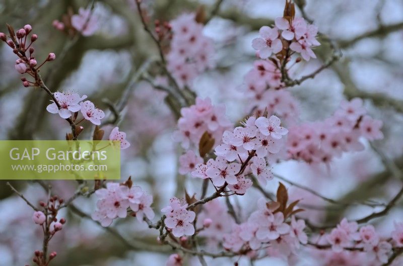 Prunus cerasifera flowering during February