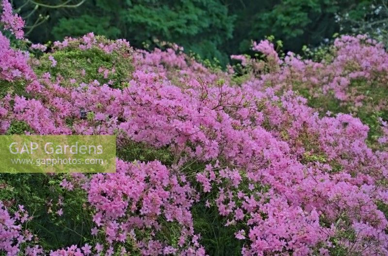 Rhododendron Obtusum Group 'Hinomayo' - evergreen Japanese azalea