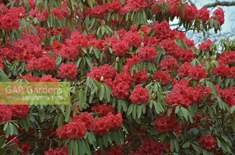 Rhododendron arboreum 'Mrs Butler'