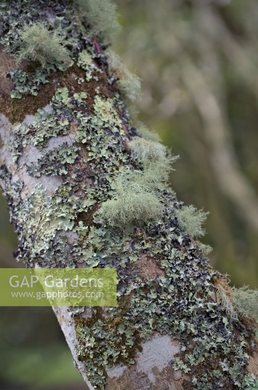 Lichens - a symbiotic community of algae fungae and cyanobacteria established on a woodland tree stem 