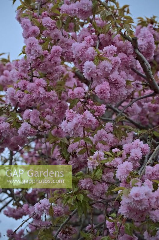 Prunus 'Kiku-Shidare Zakura' Cheals Weeping Cherry