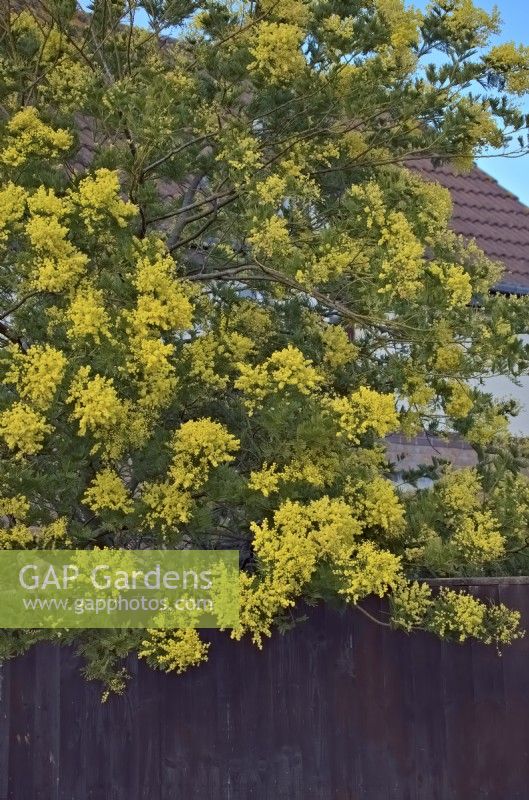 Mimosa - Acacia dealbata during February in southern UK