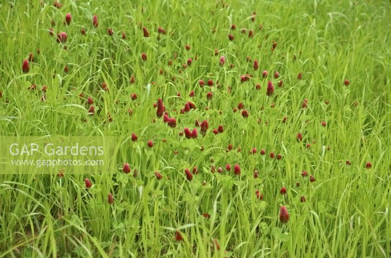 Onobrychis viciifolia - Sainfoin in a newly established grass ley