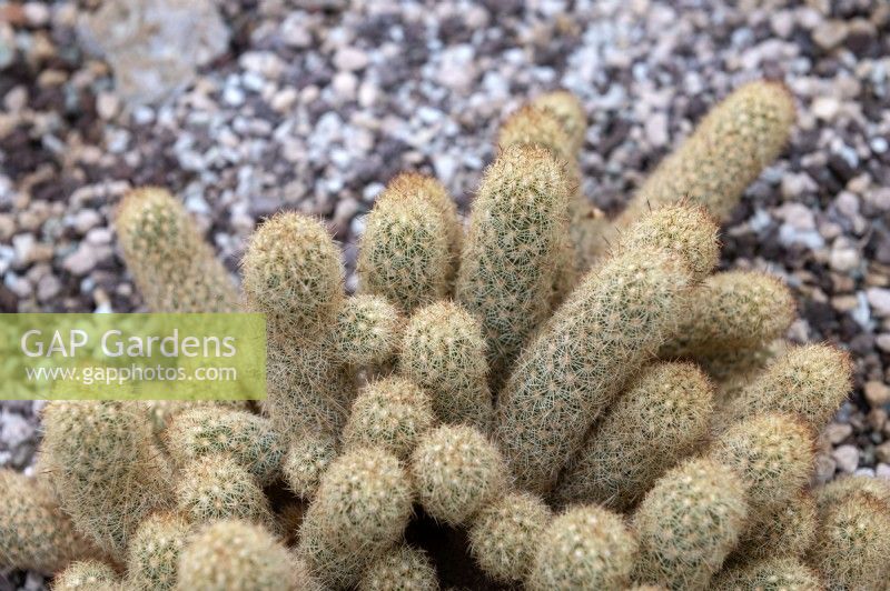 Mammillaria elongata, gold lace cactus,