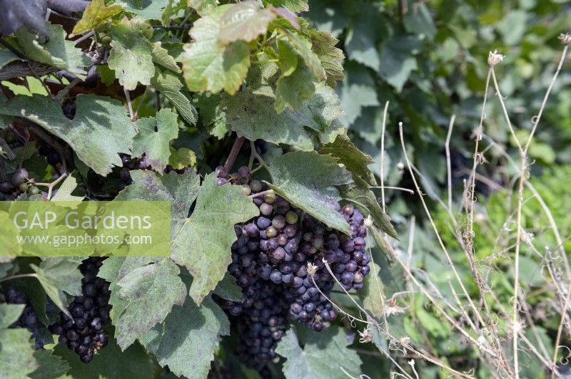 Vitis 'Gamay Freaux' early ripening black wine grape