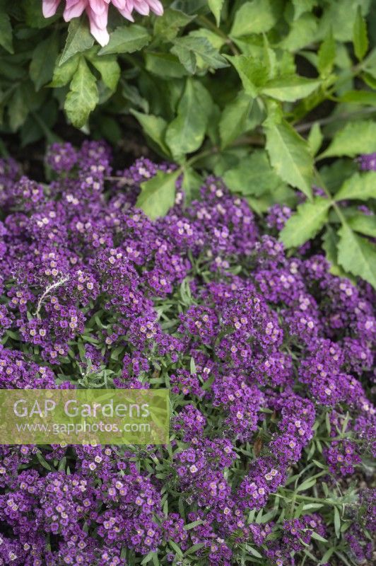 Lobaria maritima 'Purple Stream' Sweet Alyssum 