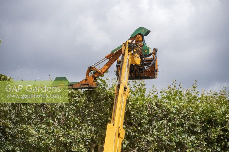 Garden maintenance.
Coup'eco remote controlled hedge trimmer levels out the growth at the top of a row of trees in Jardin des Plantes, Paris, France. 