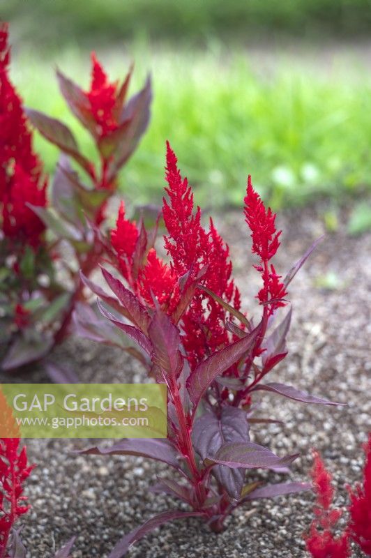 Celosia argentea 'Century red' plumed cockscomb