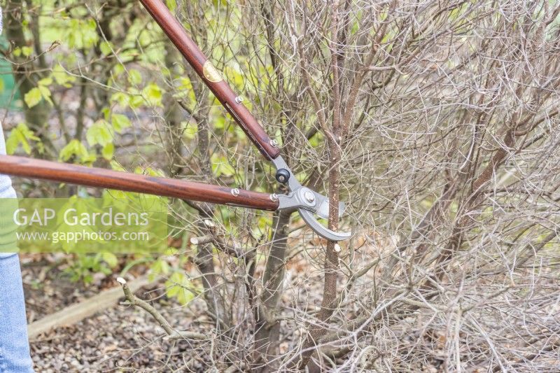 Woman cutting back branches of dead Pittosporum