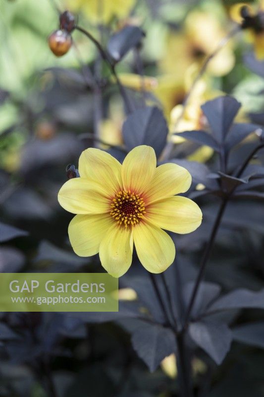 Dahlia 'Hadrian's Sunlight' 