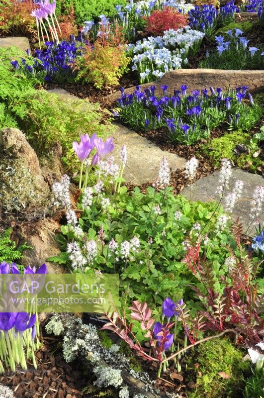 Autumnal border with plants on the bark-covered ground in woodland garden including: Crocus banaticus, Saxifraga fortunei 'Black Ruby,  Aruncus aethusifolius, Gentiana 'Iona', Colchicum byzantinum. October

