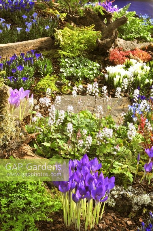 Autumnal border with plants on the bark-covered ground in woodland garden including: Crocus banaticus, Tiarella Spring Symphony, Aruncus aethusifolius, Gunnera magellanica, Gentiana 'Iona', Adiantum pedatum. October

